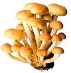 Детям о грибах – грибные картинки и рассказы